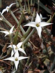 Kolopejka (Kalanchoe marmorata Baker)