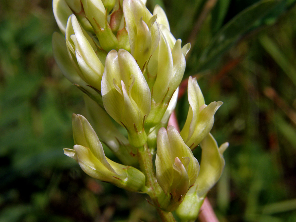 Kozinec sladkolistý (Astragalus glyciphyllos L.)