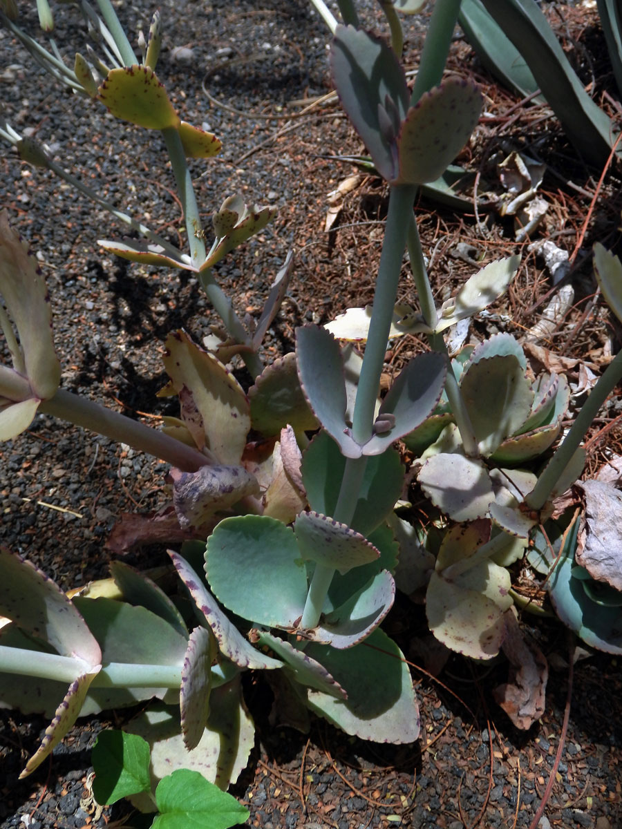 Kolopejka (Kalanchoe marmorata Baker)