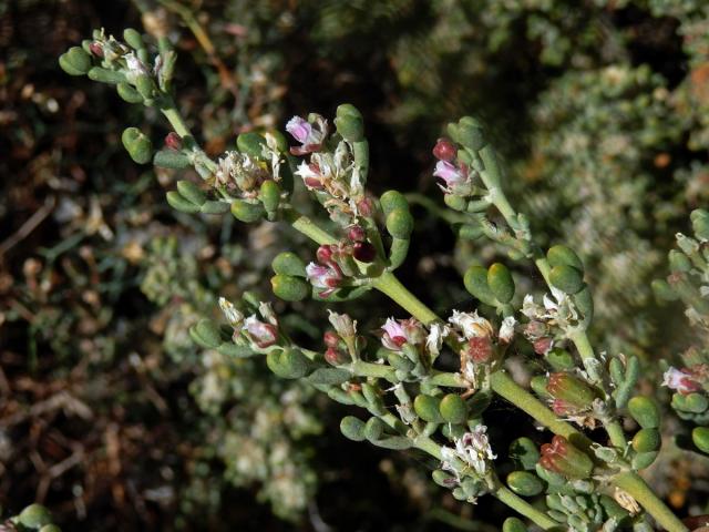 Kaciba (Zygophyllum fontanesii Webb et Berthel.)