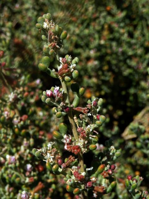 Kaciba (Zygophyllum fontanesii Webb et Berthel.)