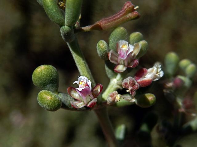 Kaciba (Zygophyllum fontanesii Webb et Berthel.)