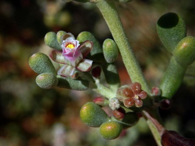 Kaciba (Zygophyllum fontanesii Webb et Berthel.)