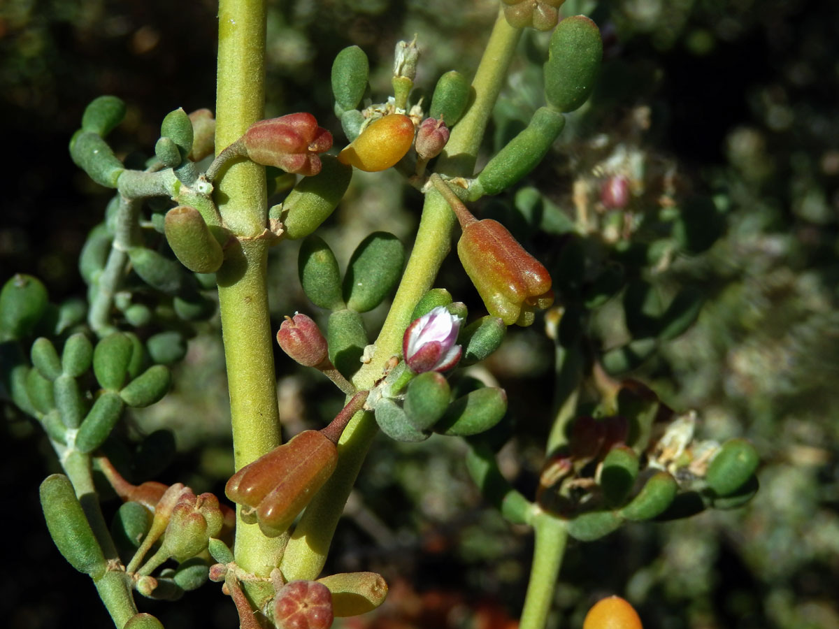 Kaciba (Zygophyllum fontanesii Webb et Berthel.)