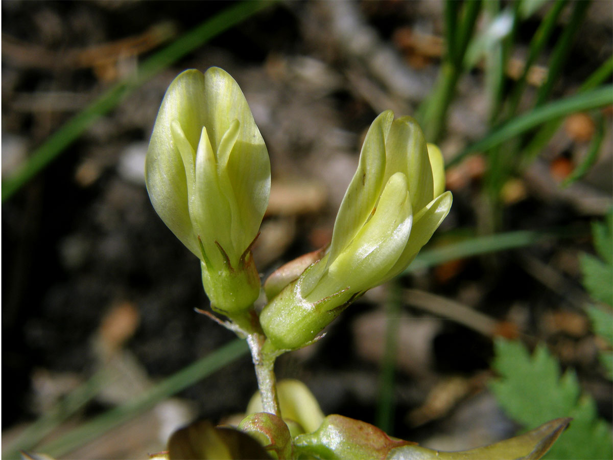 Kozinec sladkolistý (Astragalus glyciphyllos L.)