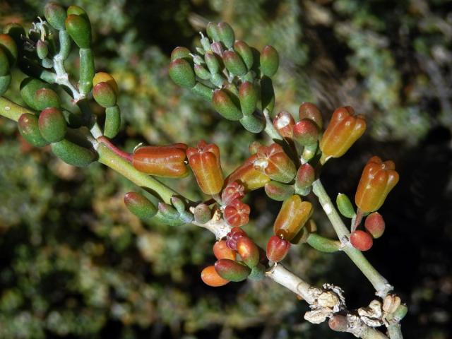 Kaciba (Zygophyllum fontanesii Webb et Berthel.)