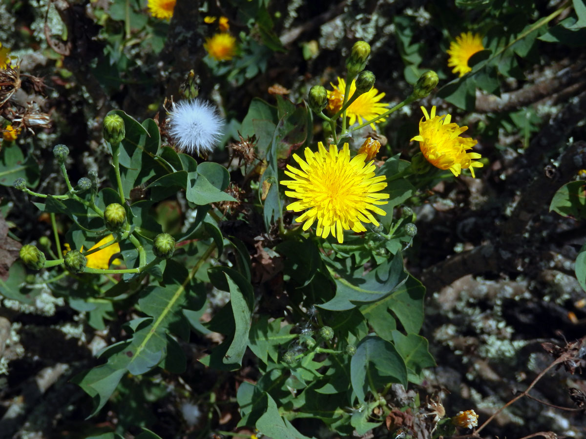 Mléč (Sonchus pinnatifidus Cav.)