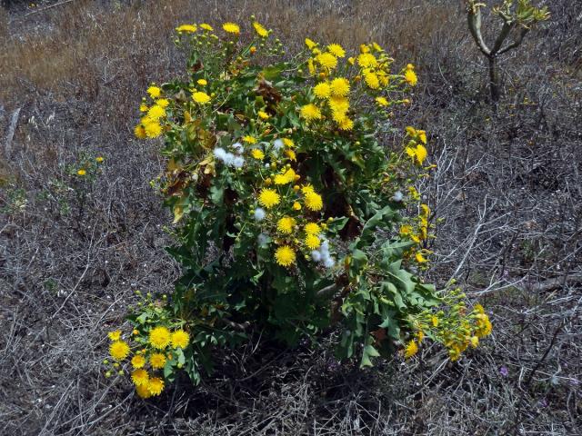 Mléč (Sonchus pinnatifidus Cav.)