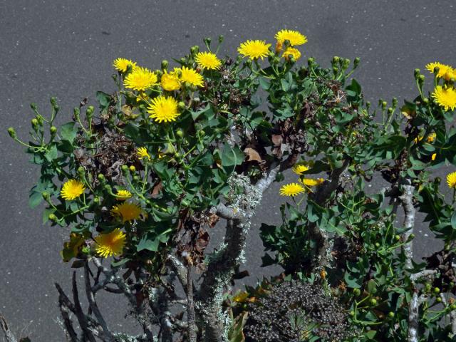 Mléč (Sonchus pinnatifidus Cav.)