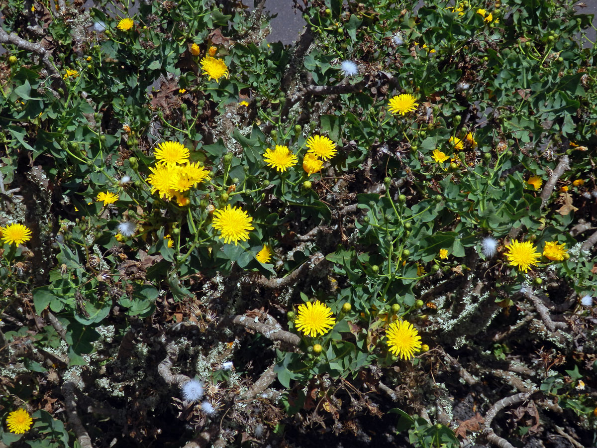 Mléč (Sonchus pinnatifidus Cav.)