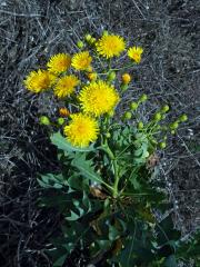 Mléč (Sonchus pinnatifidus Cav.)