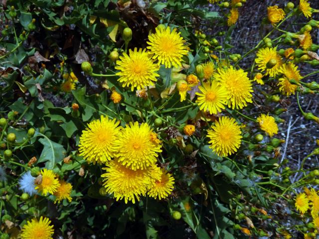 Mléč (Sonchus pinnatifidus Cav.)