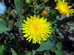 Mléč (Sonchus pinnatifidus Cav.)