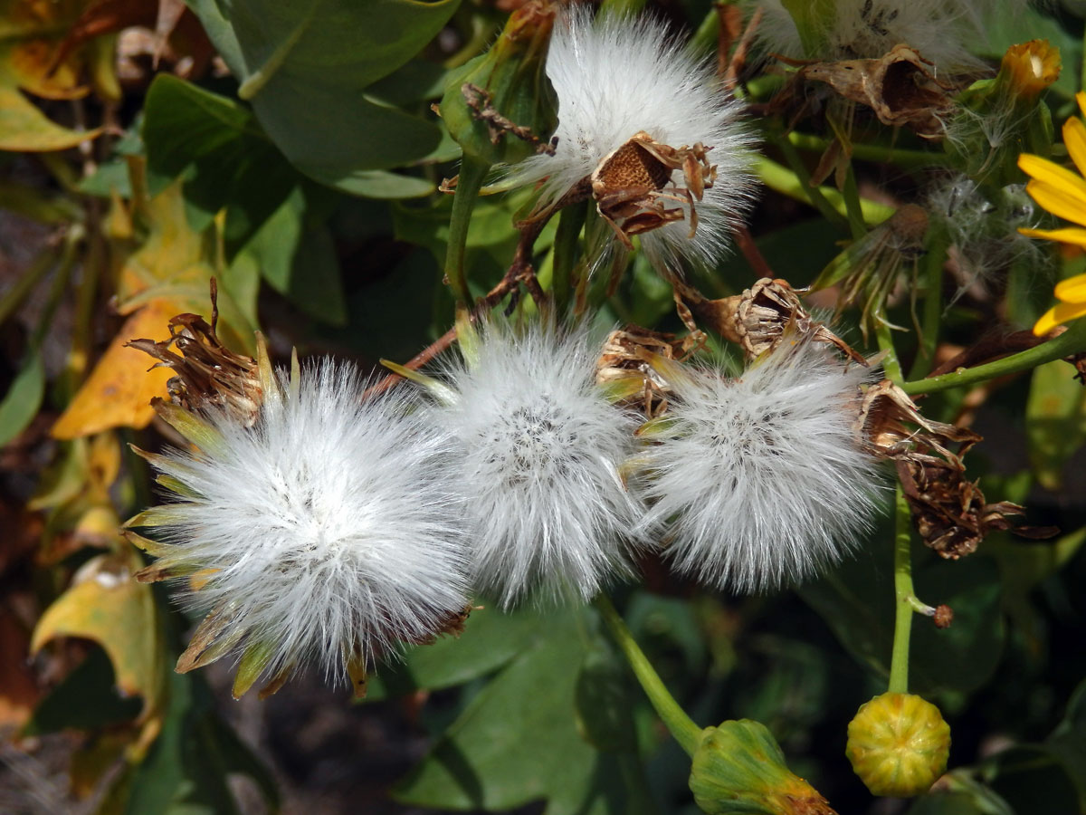 Mléč (Sonchus pinnatifidus Cav.)