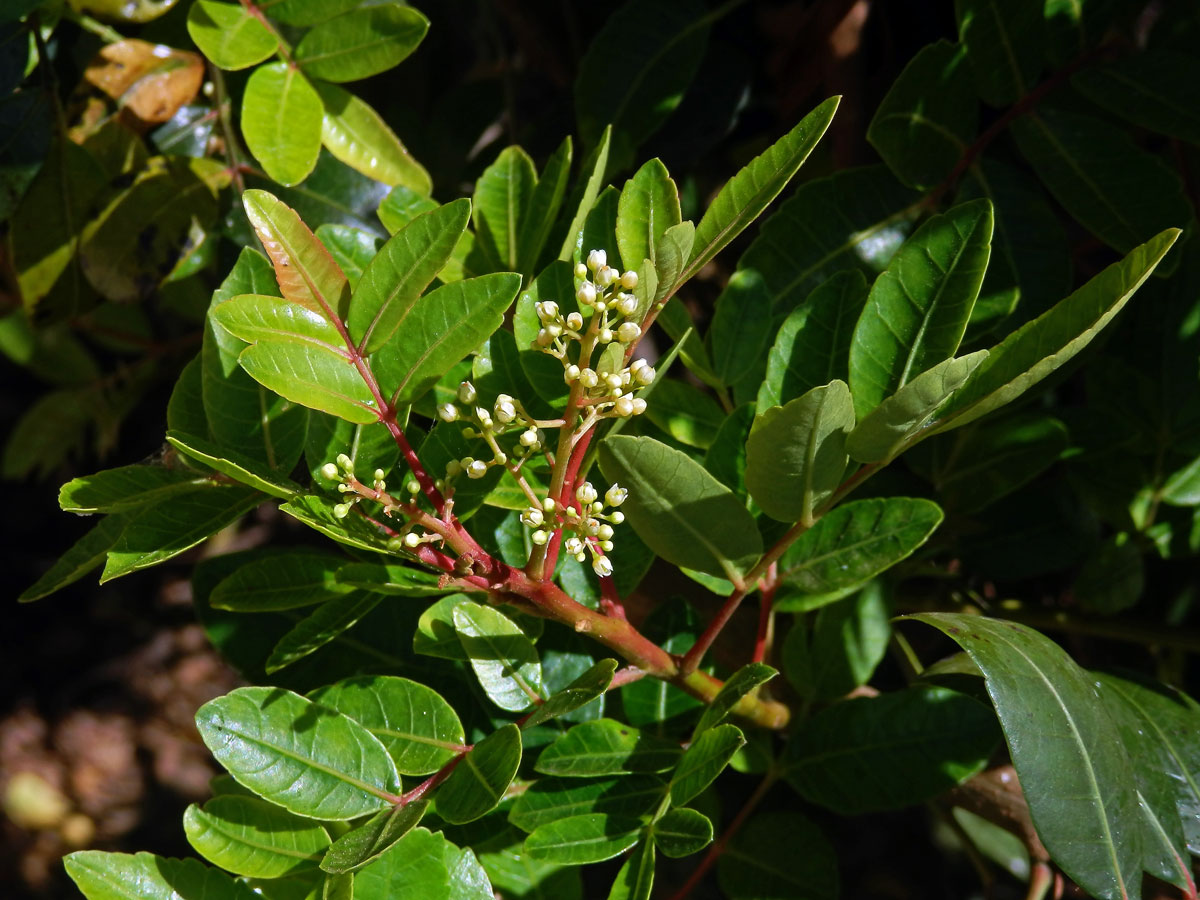 Řečík (Pistacia atlantica Desf.)