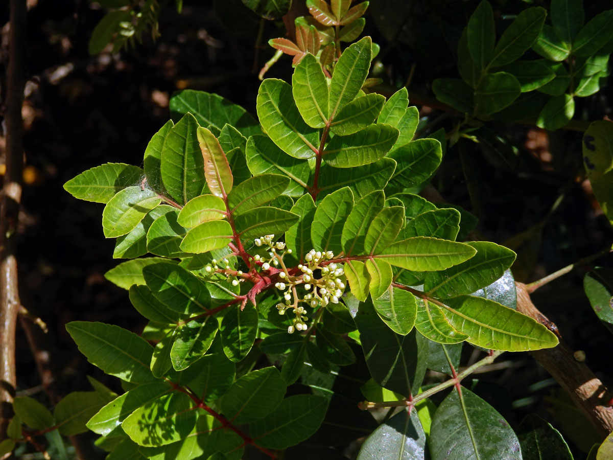 Řečík (Pistacia atlantica Desf.)