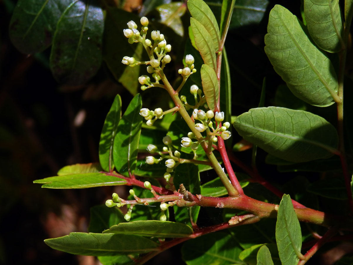 Řečík (Pistacia atlantica Desf.)