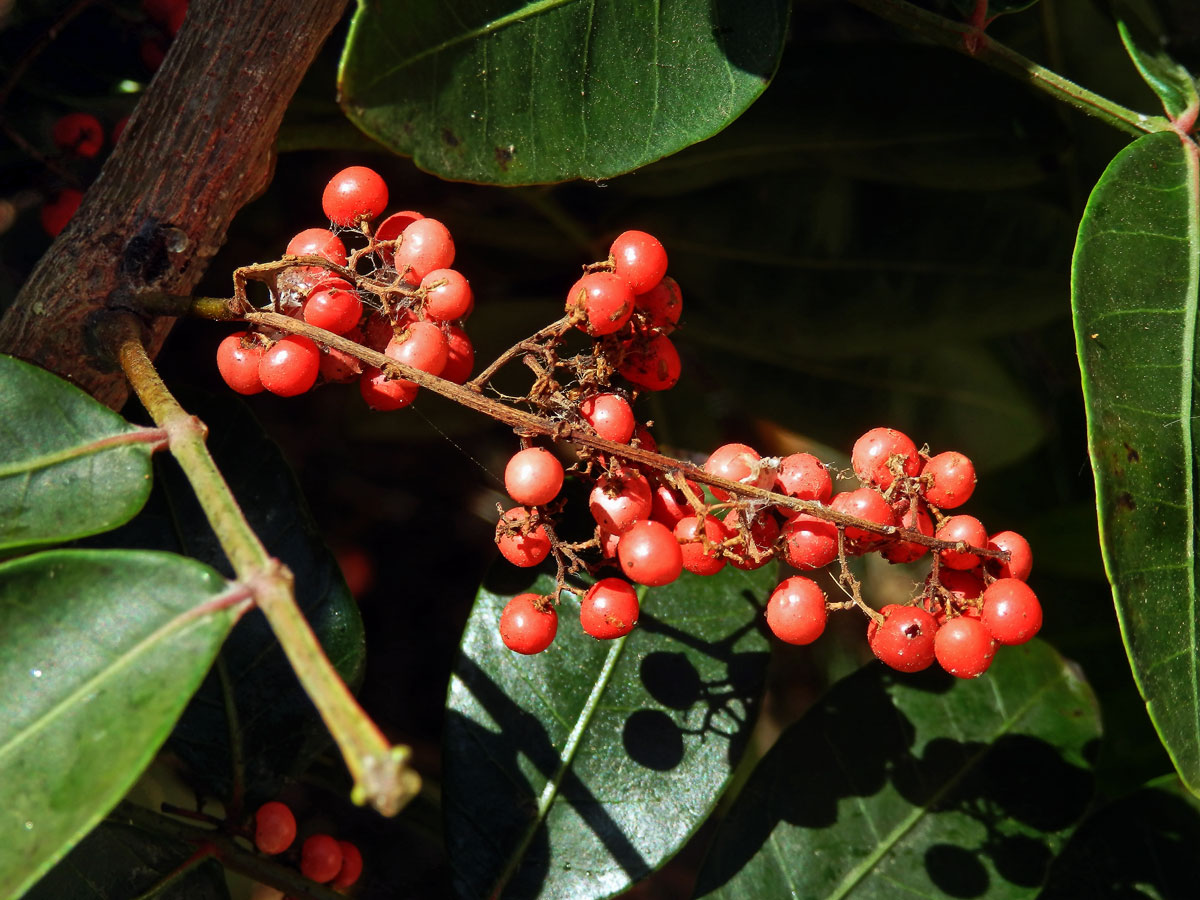 Řečík (Pistacia atlantica Desf.)