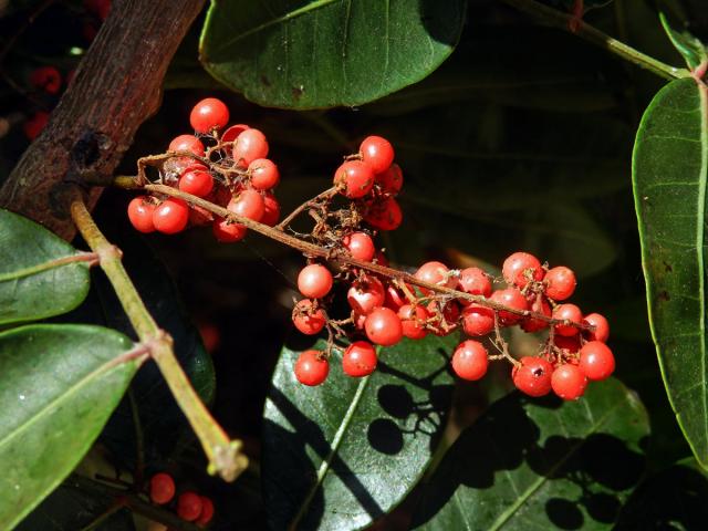 Řečík (Pistacia atlantica Desf.)