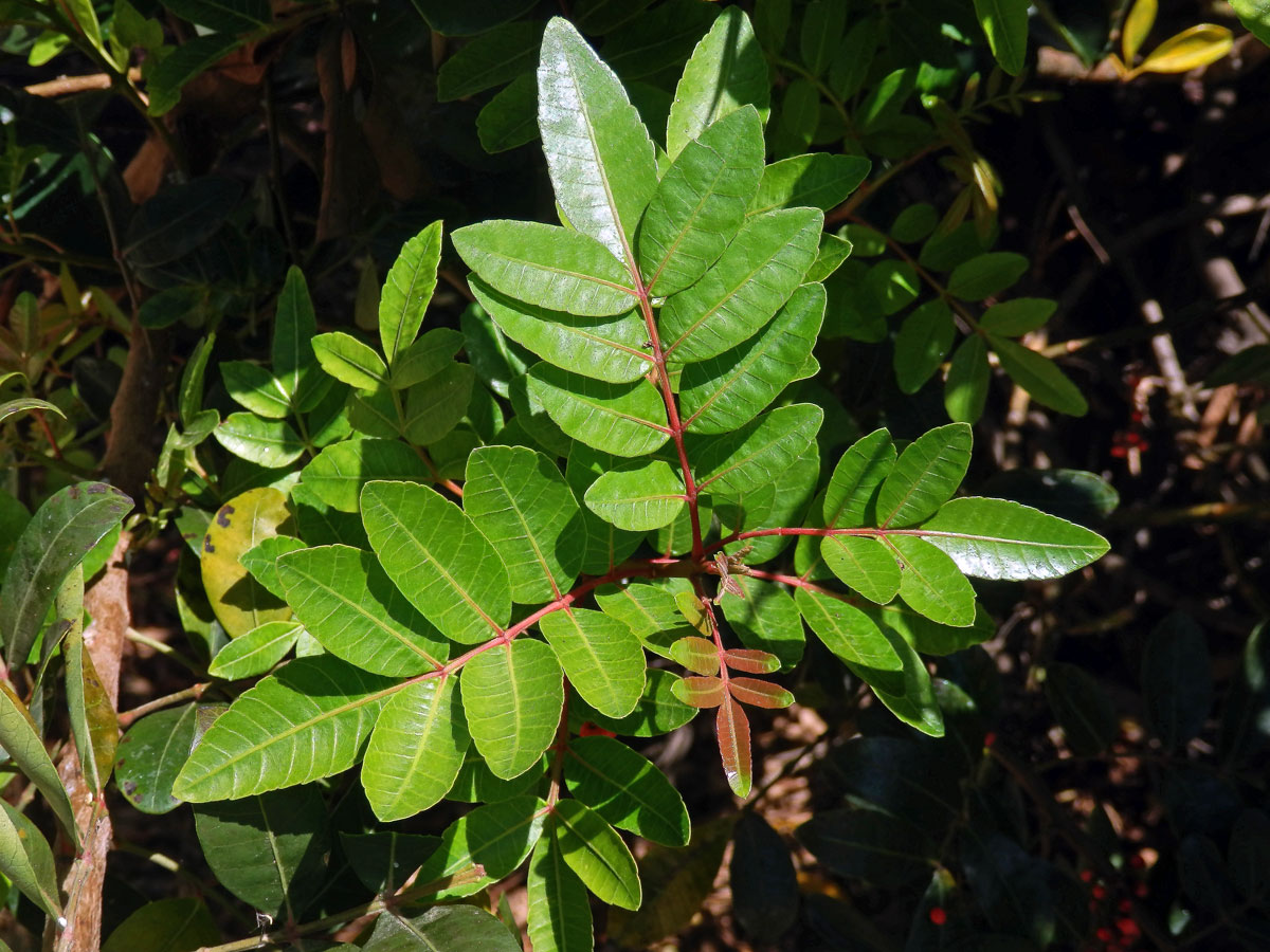 Řečík (Pistacia atlantica Desf.)