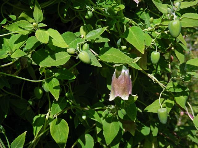 Pazvonek chloupkatý (Codonopsis pilosula (Franch.) Nannf.)