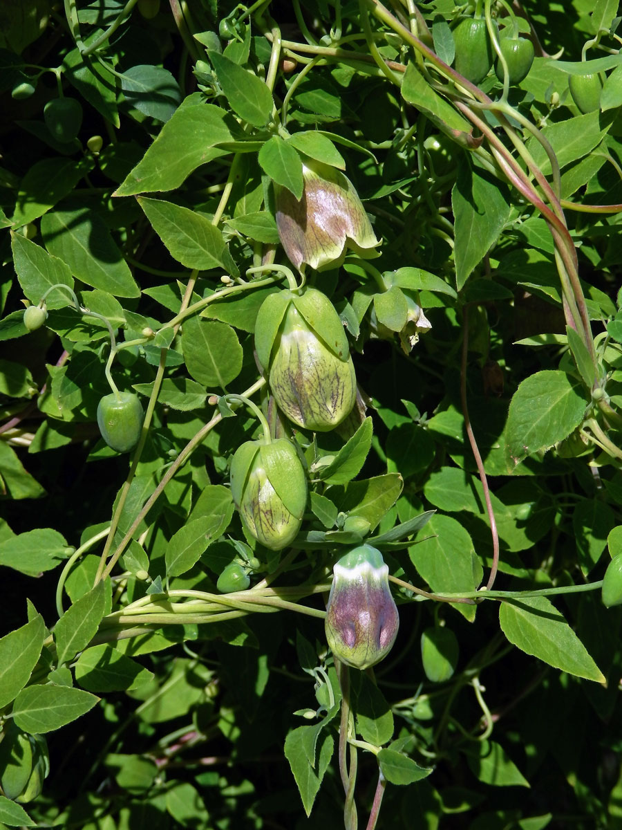 Pazvonek chloupkatý (Codonopsis pilosula (Franch.) Nannf.)