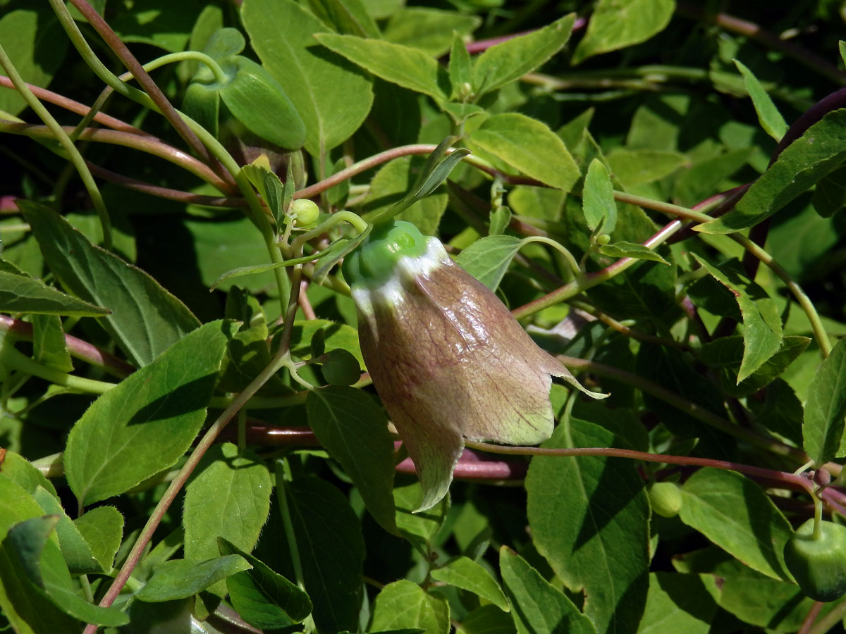 Pazvonek chloupkatý (Codonopsis pilosula (Franch.) Nannf.)