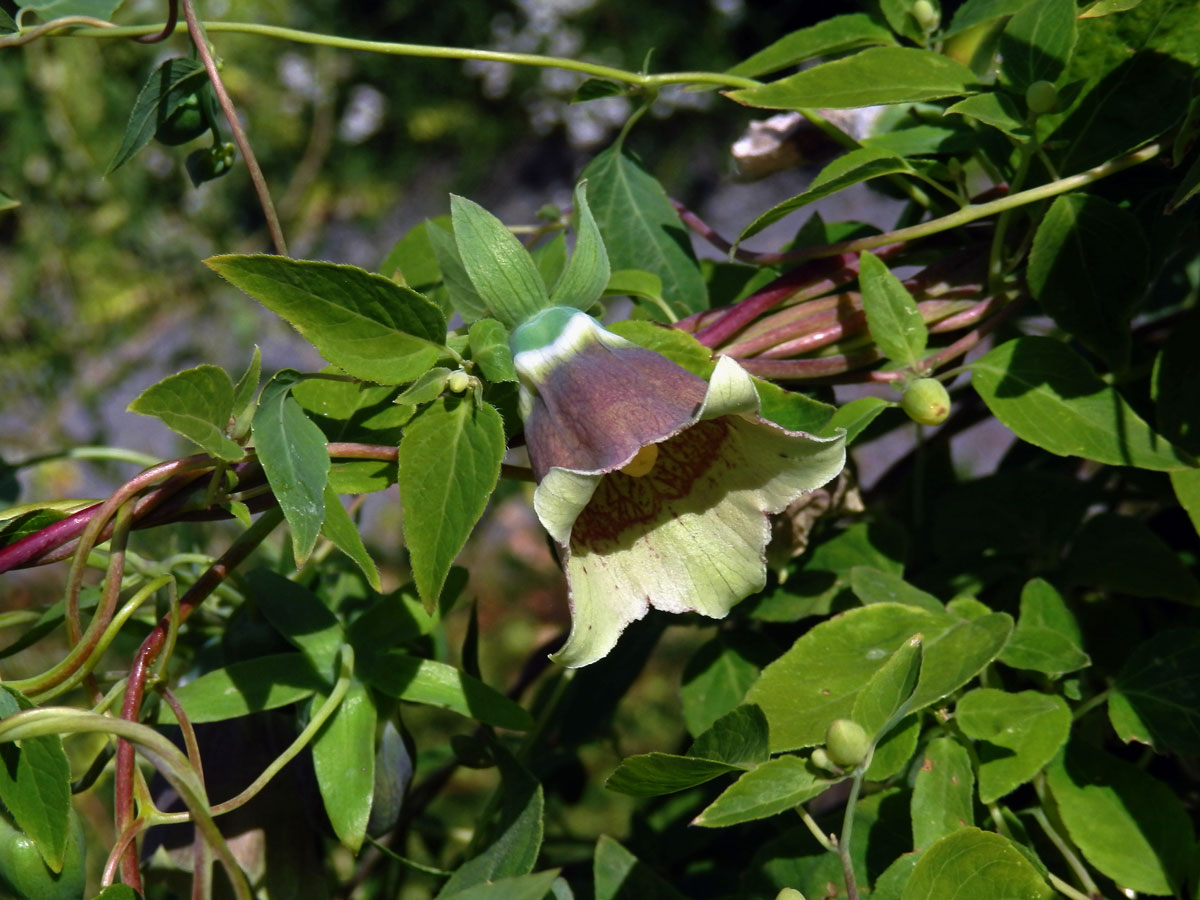 Pazvonek chloupkatý (Codonopsis pilosula (Franch.) Nannf.)