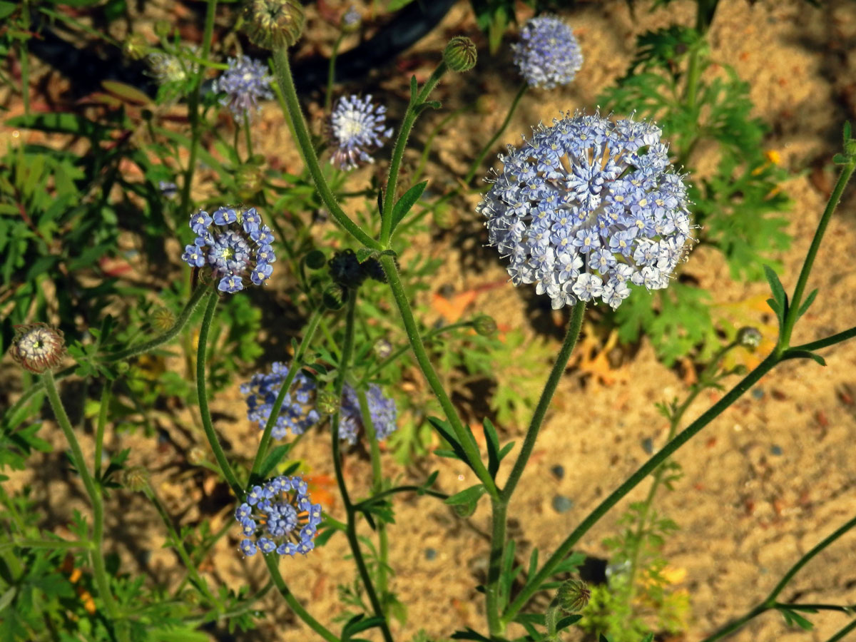 Drsnoplodec modrý (Trachymene coerulea Benth.)