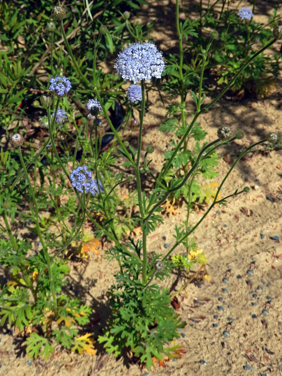 Drsnoplodec modrý (Trachymene coerulea Benth.)