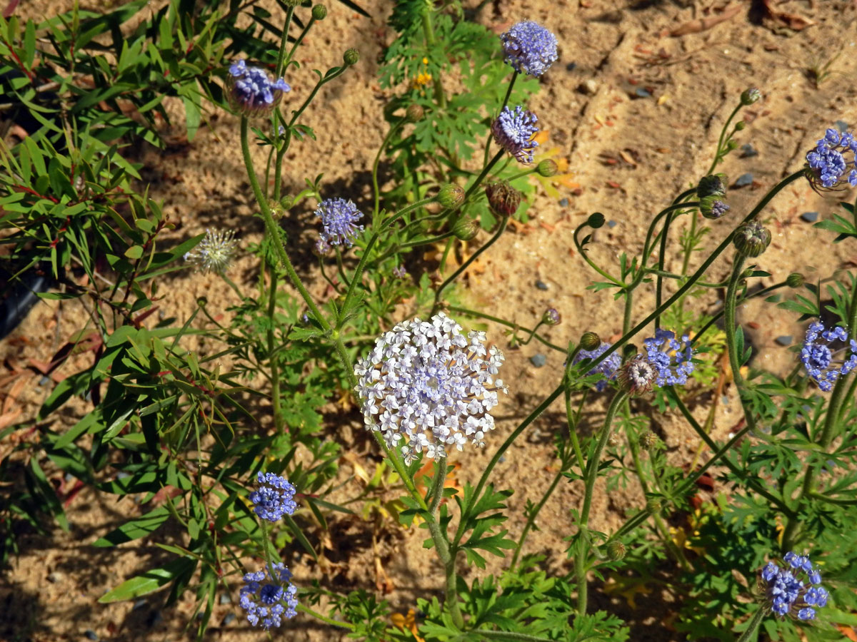 Drsnoplodec modrý (Trachymene coerulea Benth.)