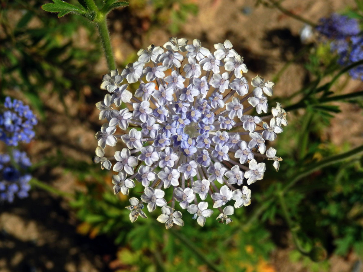 Drsnoplodec modrý (Trachymene coerulea Benth.)