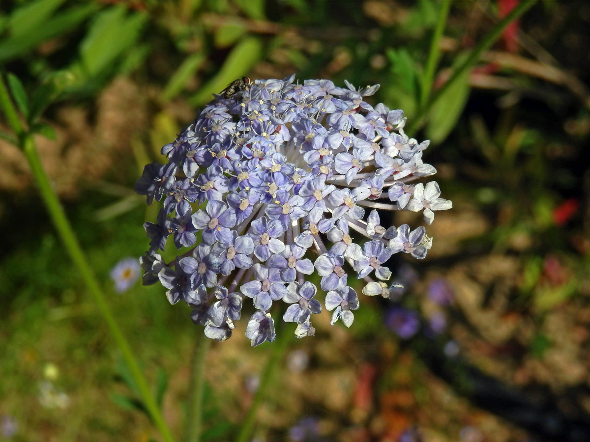 Drsnoplodec modrý (Trachymene coerulea Benth.)