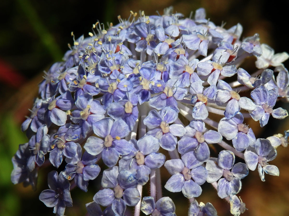 Drsnoplodec modrý (Trachymene coerulea Benth.)