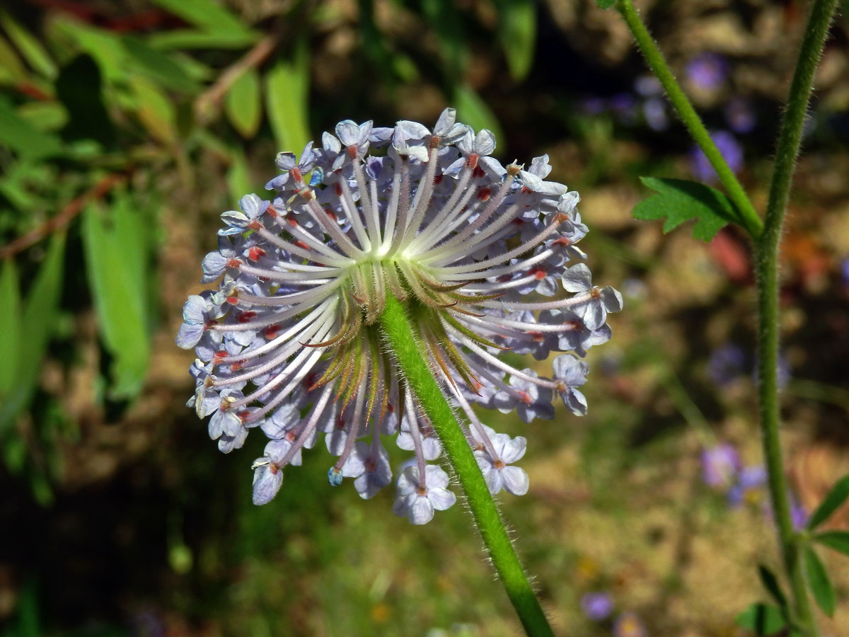 Drsnoplodec modrý (Trachymene coerulea Benth.)