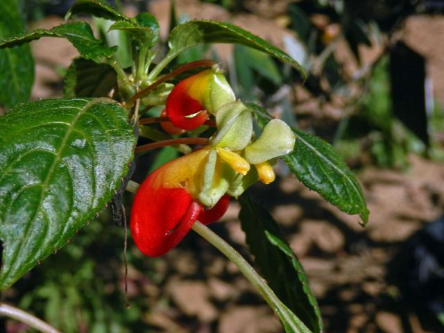 Netýkavka konžská (Impatiens niamniamensis Gilg.)