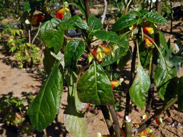 Netýkavka konžská (Impatiens niamniamensis Gilg.)