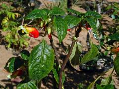 Netýkavka konžská (Impatiens niamniamensis Gilg.)