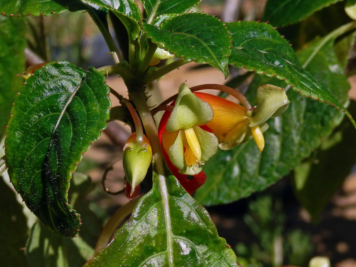 Netýkavka konžská (Impatiens niamniamensis Gilg.)