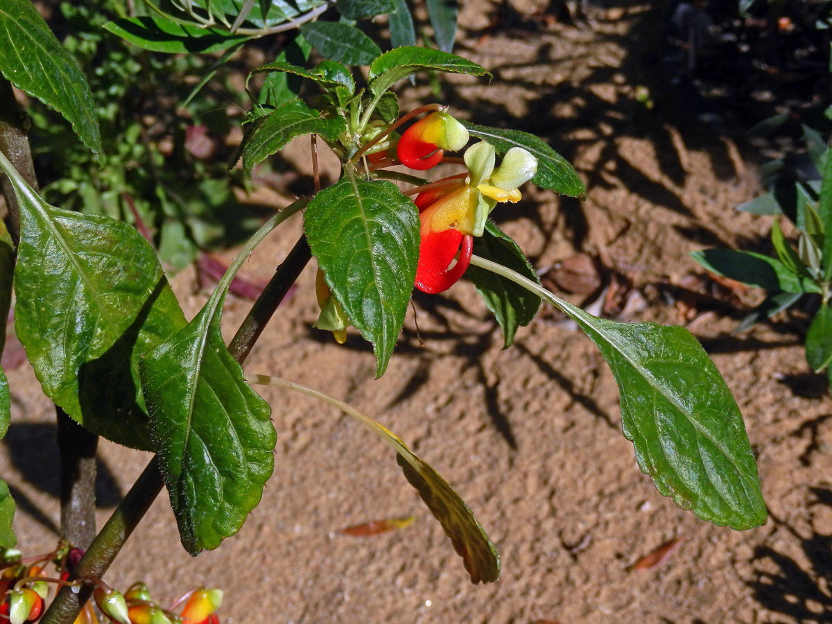 Netýkavka konžská (Impatiens niamniamensis Gilg.)