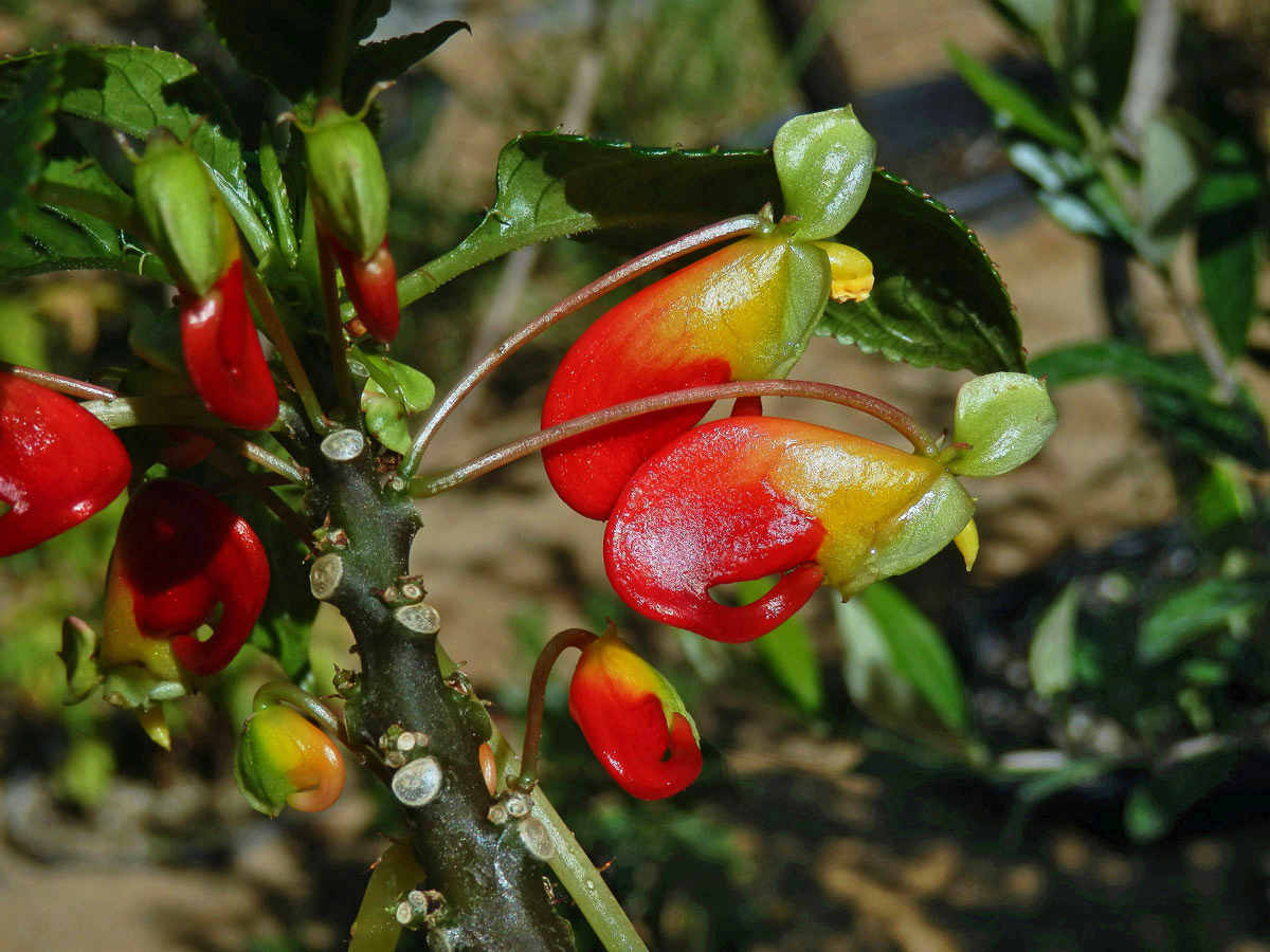 Netýkavka konžská (Impatiens niamniamensis Gilg.)