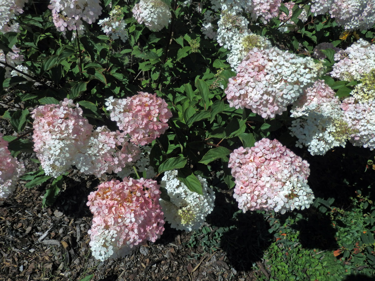 Hortenzie latnatá (Hydrangea paniculata Sieb.)