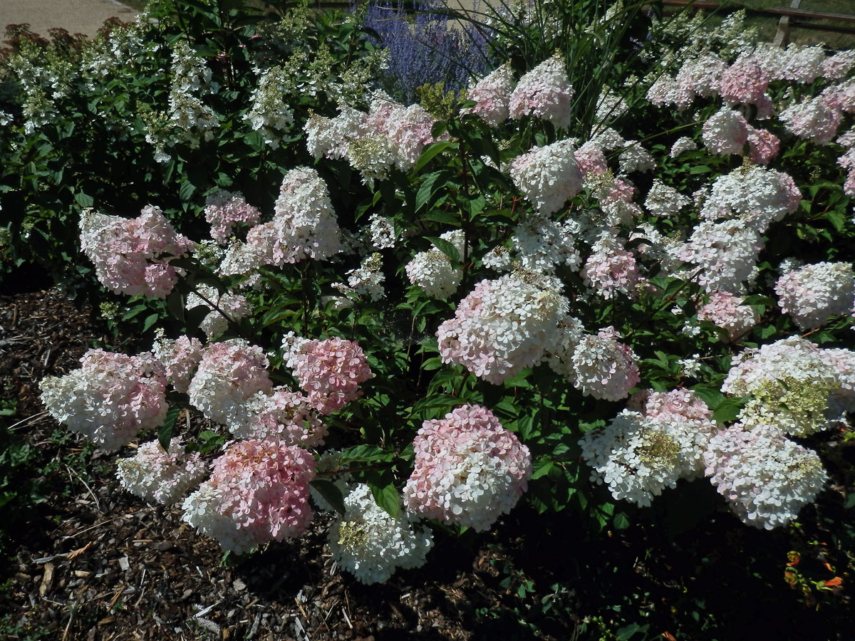 Hortenzie latnatá (Hydrangea paniculata Sieb.)