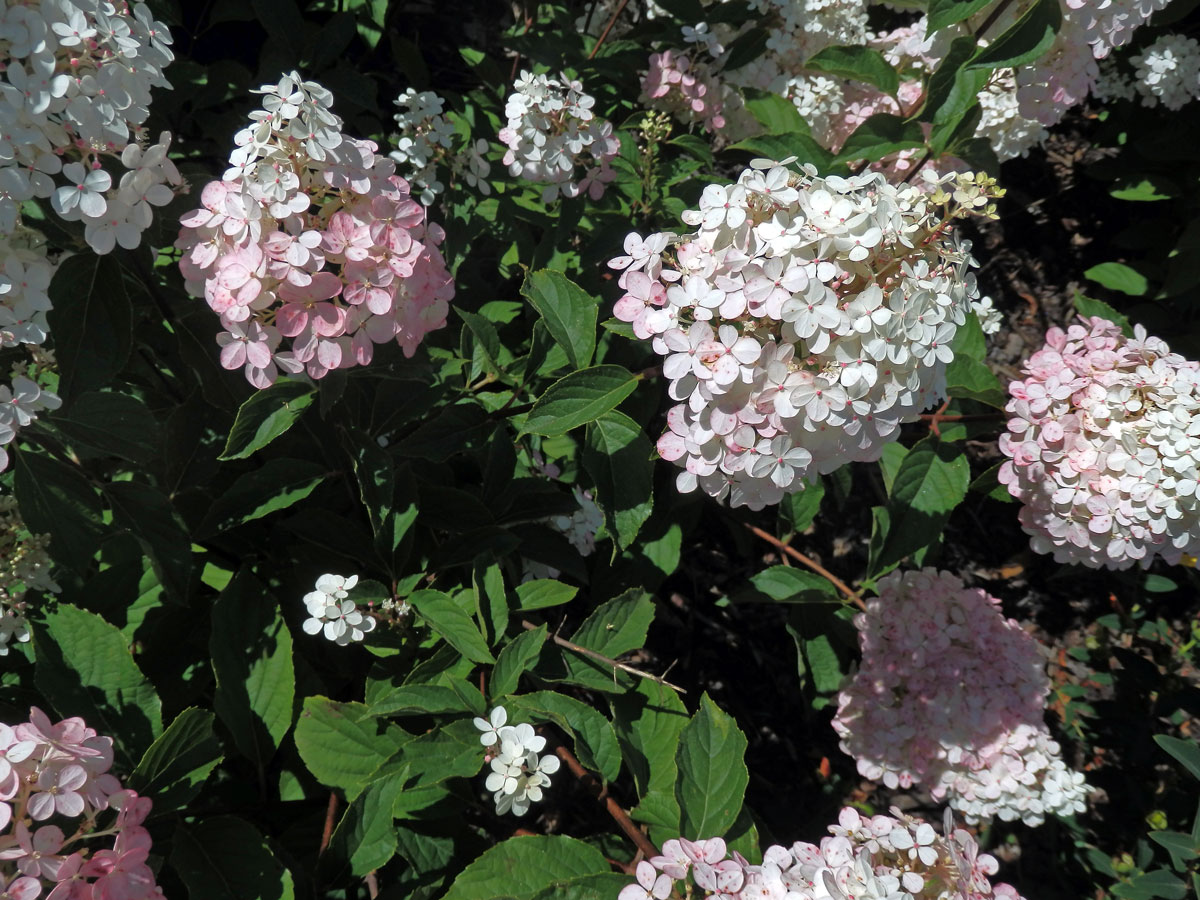 Hortenzie latnatá (Hydrangea paniculata Sieb.)