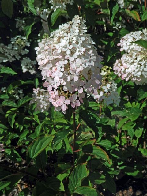 Hortenzie latnatá (Hydrangea paniculata Sieb.)