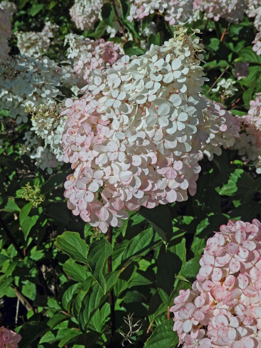 Hortenzie latnatá (Hydrangea paniculata Sieb.)