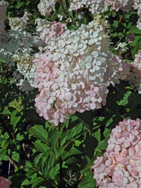 Hortenzie latnatá (Hydrangea paniculata Sieb.)