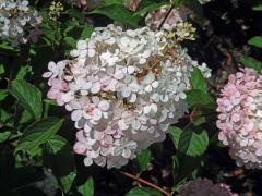 Hortenzie latnatá (Hydrangea paniculata Sieb.)