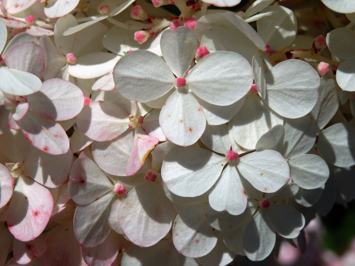 Hortenzie latnatá (Hydrangea paniculata Sieb.)