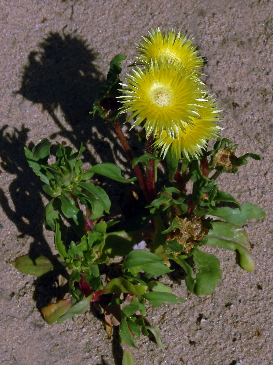 Carpanthea pomeridiana (L.) N. E. Br.